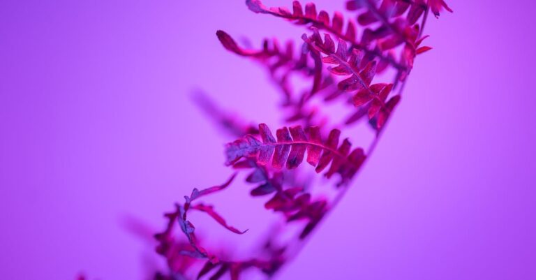 Área de herbário com exsicatas, microscópio e gavetas, ambiente institucional do IB‑USP