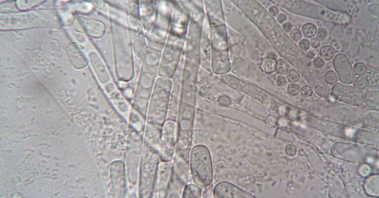 Pesquisador organizando slides de apresentação no laptop em ambiente clean